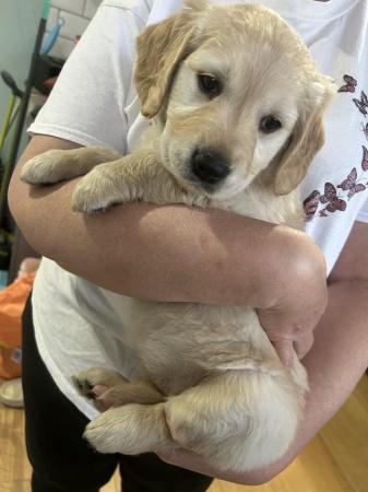 Image 10 of Golden retriever puppies ready now