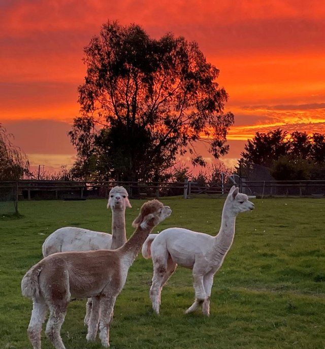 Preview of the first image of 3 x Huacaya Alpacas. 2 breeding females and 1 male.
