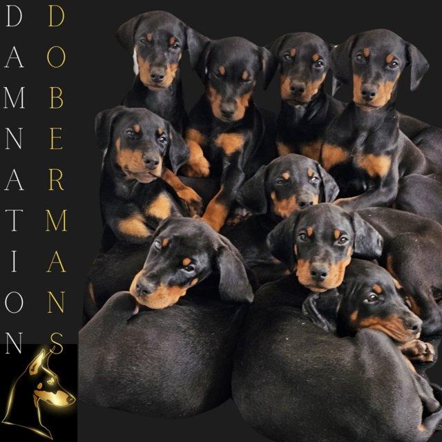 Preview of the first image of Damnation_dobermans puppies for sale.
