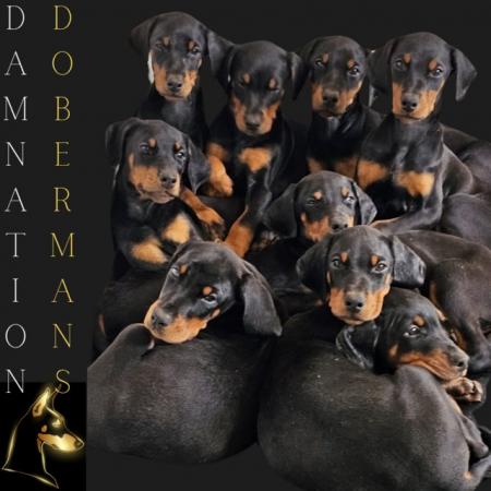 Image 1 of Damnation_dobermans puppies for sale