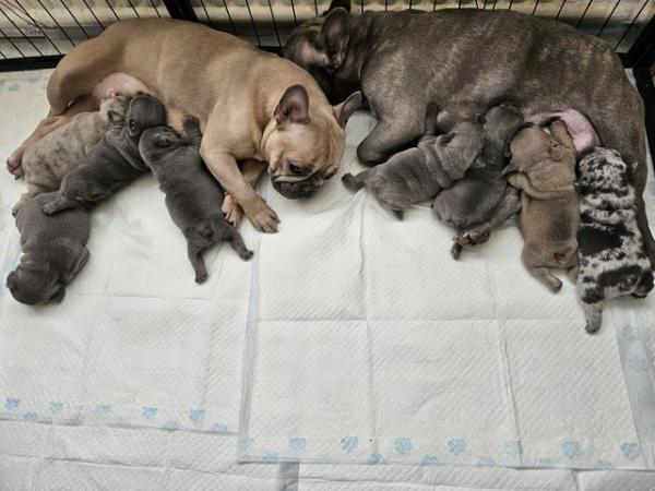 Image 10 of Beautiful Quality KC French Bulldog Puppies