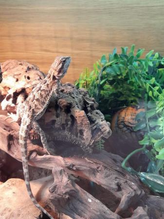 Image 2 of Baby Bearded Dragons Available