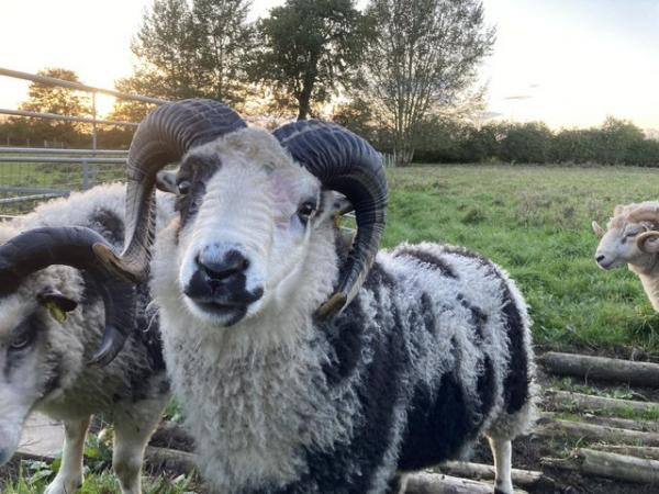Image 10 of Shetland sheep mature rams for sale.
