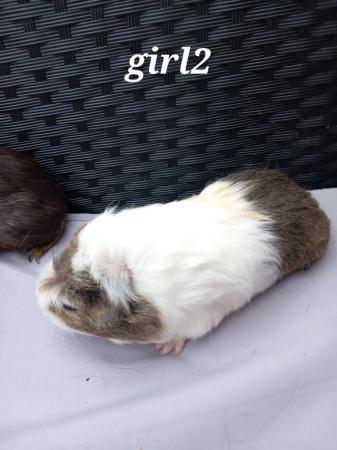 Image 3 of 3 baby girl guinea pigs ready to leave
