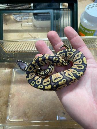 Image 5 of Royal python Mojave pastel £80