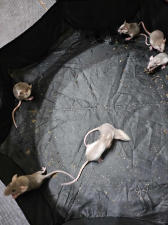 Image 1 of 6 week old pet rats, both sexes available