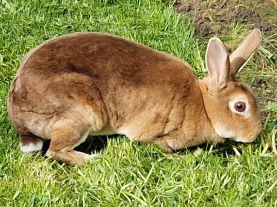 Image 2 of Female Mini Rex. Approx 9mths old. Only £15