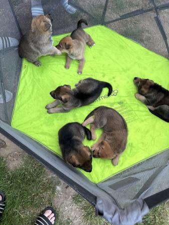 Image 18 of German Shepherd Puppies for sale