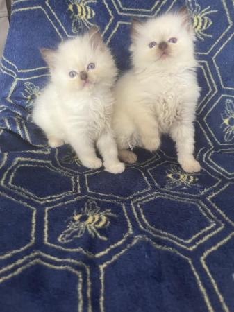 Image 1 of Beautiful chocolate Ragdoll kittens for reservation
