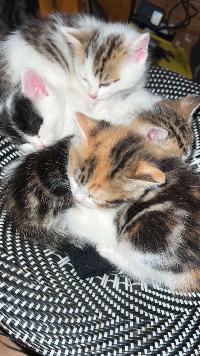 Preview of the first image of Mixed litter of 5 gorgeous tabby kittens.