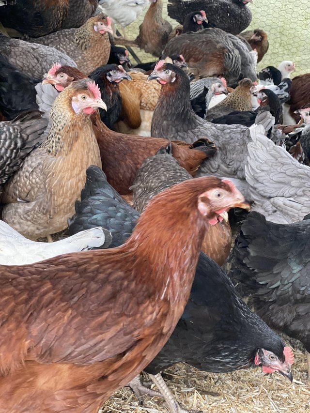 Preview of the first image of 12 Varieties of POL Chickens  Available NOW!!.