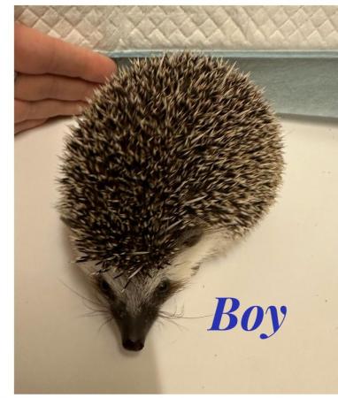 Image 1 of African Pygmy hedgehogs