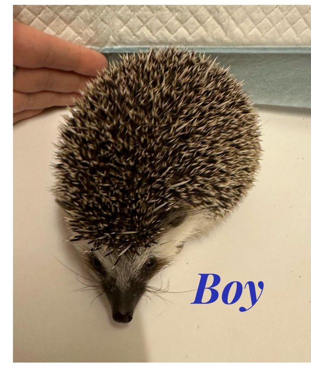 Preview of the first image of African Pygmy hedgehog (ONE GIRL LEFT).