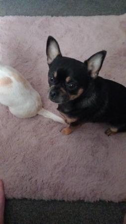 Image 5 of Ted chug - lucy teacup chihuahua