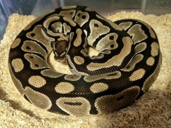 Image 2 of 6yr old ball python female classic het pied