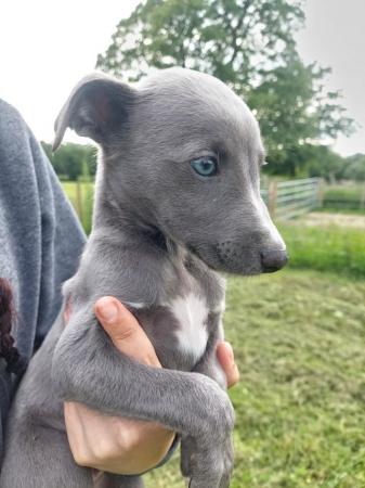 Image 2 of Exceptional KC registered Whippet Puppies.