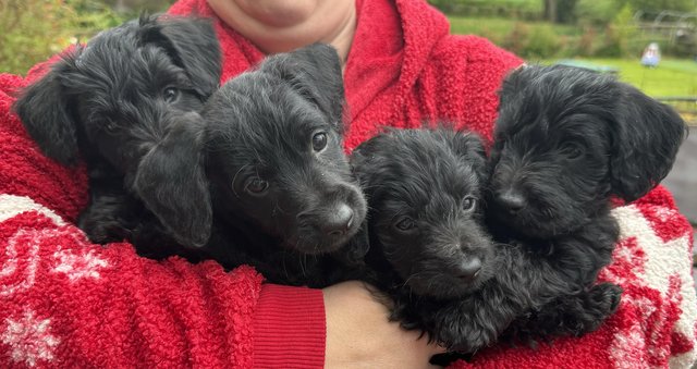 Image 1 of Schnoodle puppies ready 5/6th May