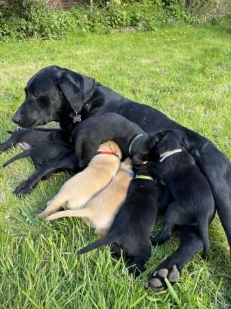 Image 1 of 12 week old Labrador puppies, Kennel Club registered