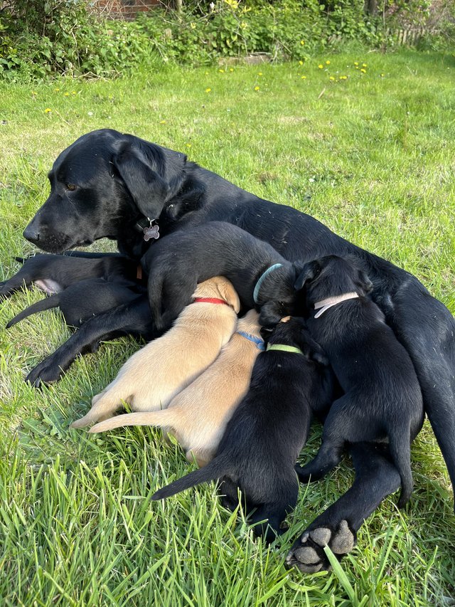 Preview of the first image of 12 week old Labrador puppies, Kennel Club registered.