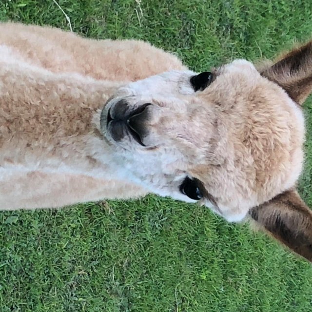 Preview of the first image of Young Fawn Huacaya Female Alpaca.