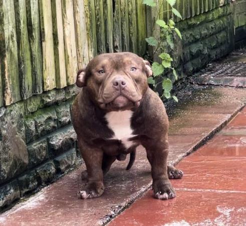 Image 2 of Beautiful pocket bully available to loving home