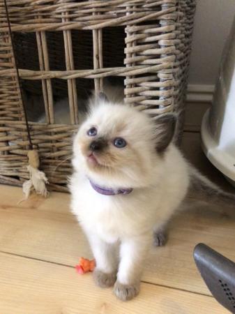 Image 14 of Seal and Lynx GCCF Registered Ragdoll Kittens