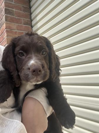 Image 2 of KC registered working Cocker spaniel puppies for sale
