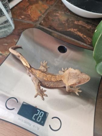 Image 3 of Crested geckos 8 months old
