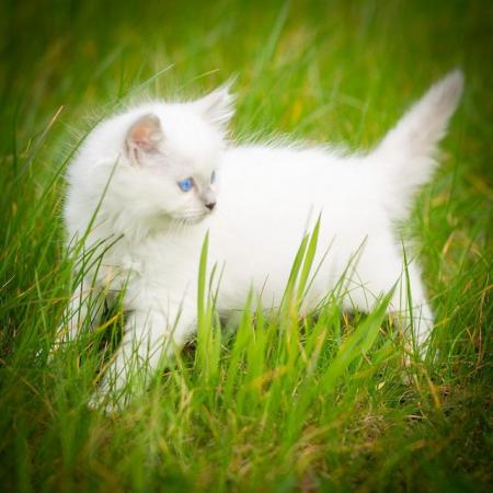 Image 2 of Ragdoll Kitten for sale Active TICA