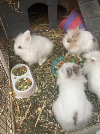 Image 2 of Two male lionhead rabbits brothers