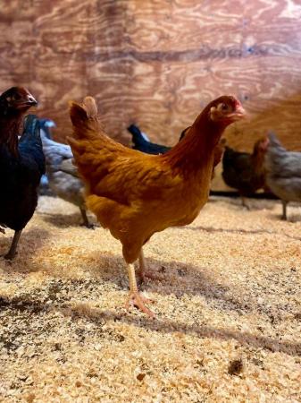 Image 3 of Chickens for Sale | Various Breeds | Hybrid Hens