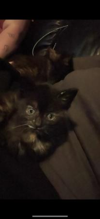 Image 2 of Female kitten ready to go to a loving home