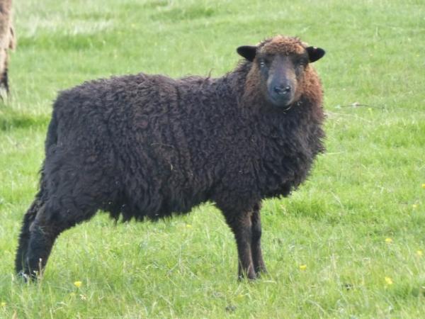 Image 2 of Pet/fibre lambs, mixed breeds