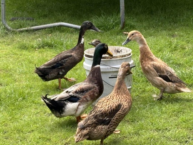 Preview of the first image of Ducks- 3 female, 2 male , various breeds.