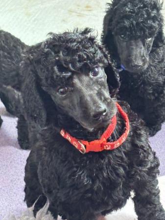 Image 3 of Working standard poodle pups