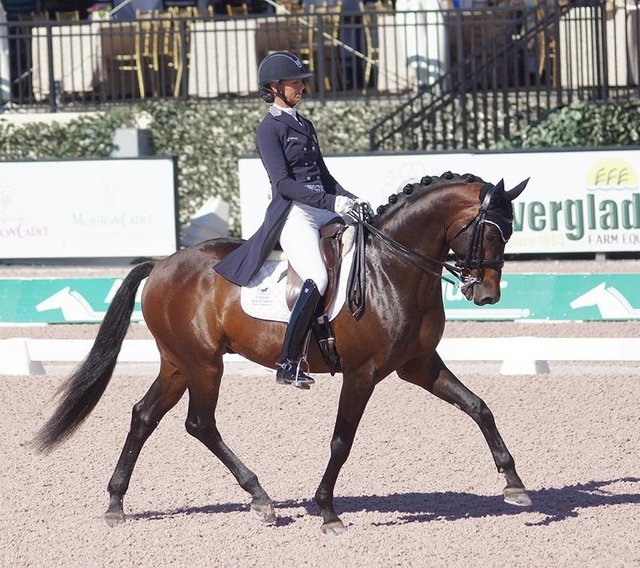 Preview of the first image of Brawny Gelding Schoolmaster Dressage Warmblood Horse.