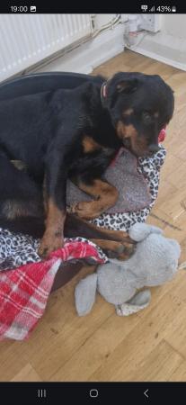 Image 2 of Rottweiler/Collie in need of a new home ??
