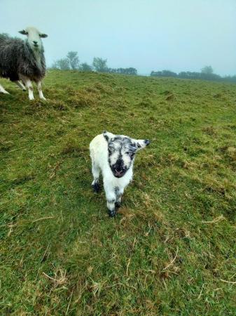 Image 1 of Texel ram lamb wanted!!