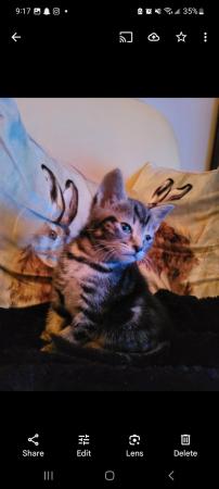 Image 4 of 4 kittens for sale, Buckinghamshire area, High Wycombe