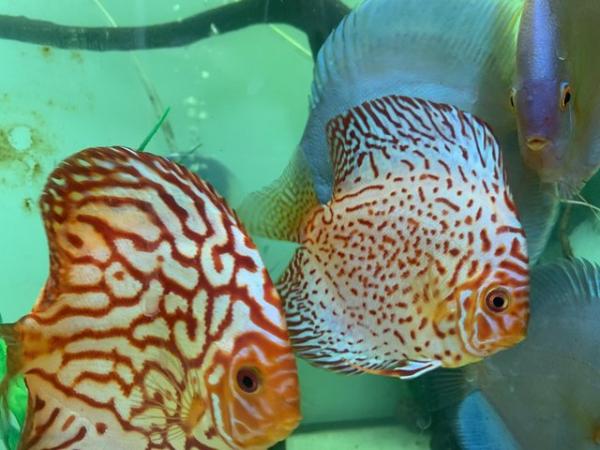 Image 5 of Discus Fish captivating freshwater beauties can deliver