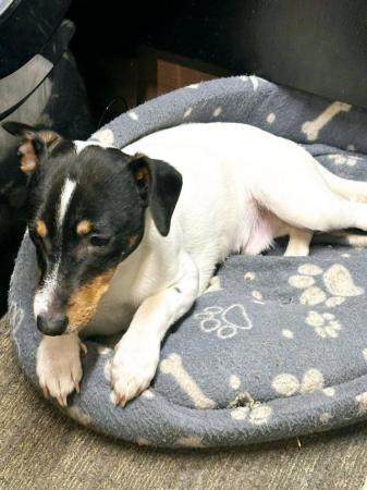 Image 5 of Jack Russell puppy for sale