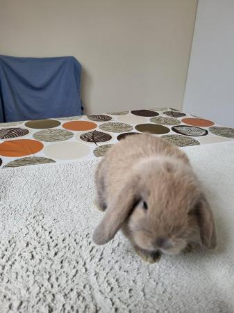 Image 3 of Beatifull Mini lop looking good a home