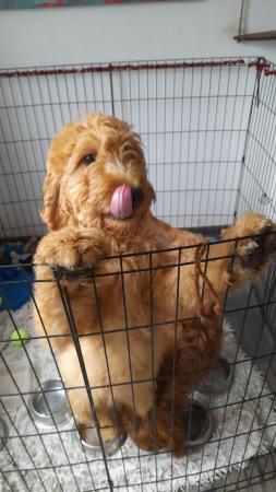 Image 22 of SOLD OUT quality red girls goldendoodle x irishdoodle