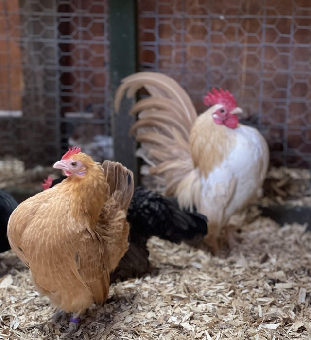 Preview of the first image of Serama bantams, point of lay.