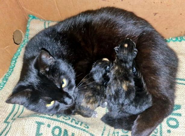 Image 5 of 9 weeks old kittens - 2 black males, 2 tortoiseshell females