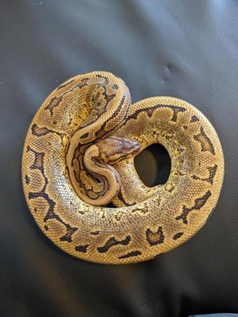 Image 3 of Royal/ball pythons with or without set up