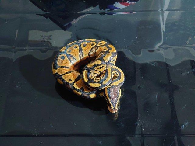 Preview of the first image of CB 23 royal python pastel het pied female.
