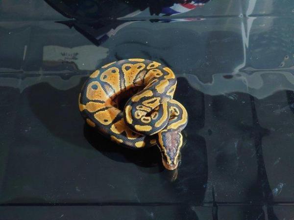 Image 1 of CB 23 royal python pastel het pied female