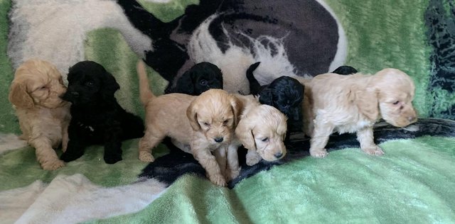 Preview of the first image of Cockapoo f1 puppies 1 boy and 7 girls.