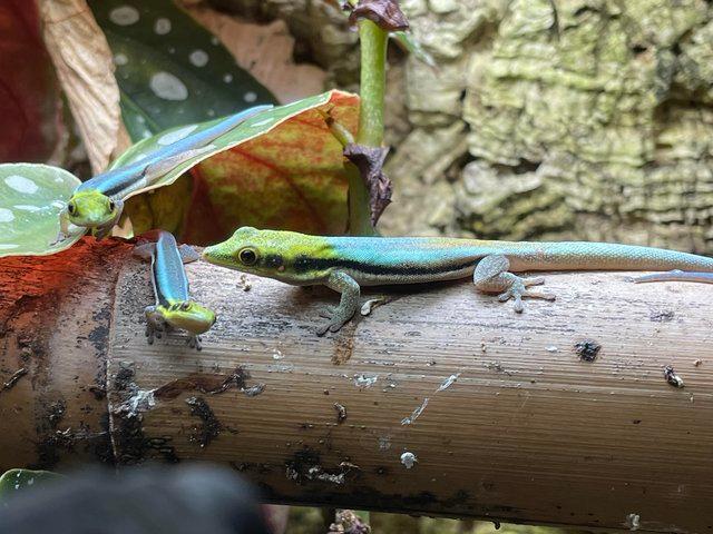 Preview of the first image of Neon gecko. Phelsuma klemmeri (yellow headed).